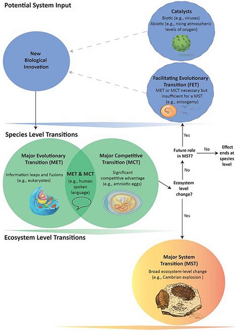 Major Evolutionary Transitions And The Roles Of Facilitation And Information In Ecosystem