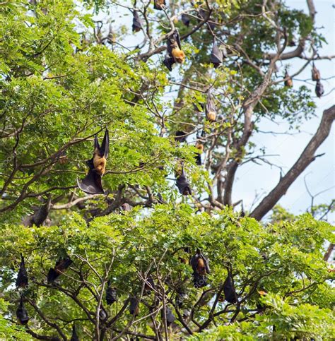 Little Red Flying Fox Colony — Stock Photo © Wassiliy 79692030