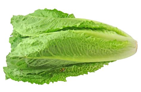 Las Mejores Ocho Variedades De Lechuga Y Recetas En Las Que Usarlas