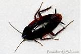 Palmetto Bug Vs Cockroach Images