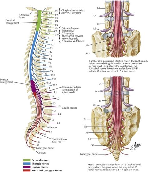 Spinal Nerve Spinal Cord Vertebral Column Nerve Root Anatomy My Xxx