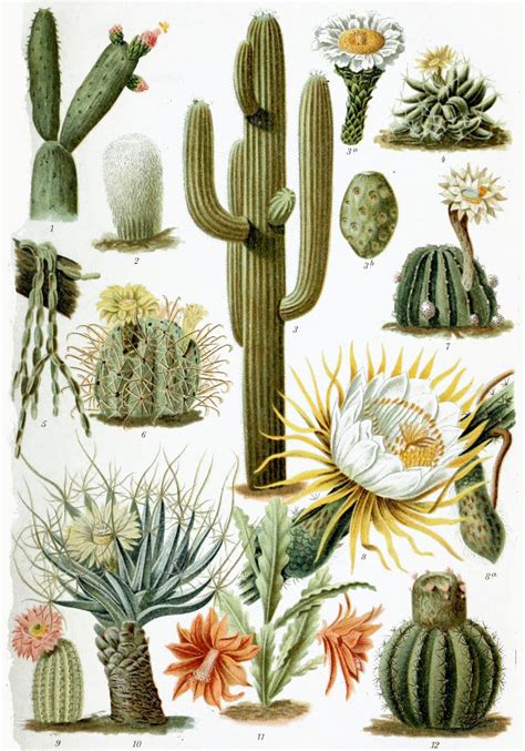 Vintage Cactus Cactus Paintings Botanical Illustration Vintage