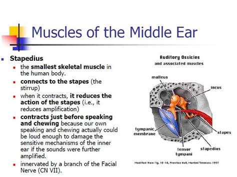 Human Ear And Physiology Of Hearing