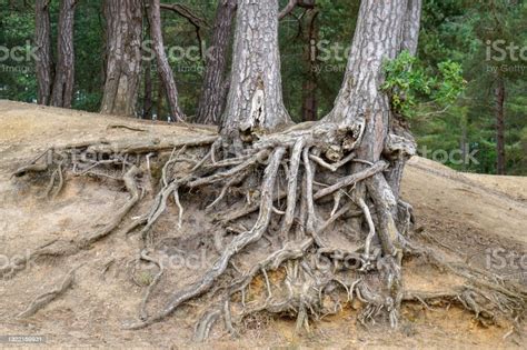 Exposed Tree Roots Due To Soil Erosion Stock Photo Download Image Now