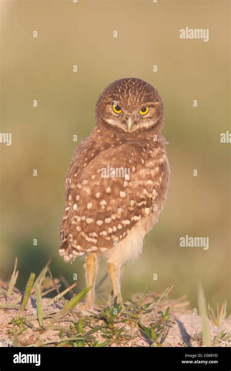 Burrowing Owl Athene Cunicularia Fledgling Exploring Area Close To