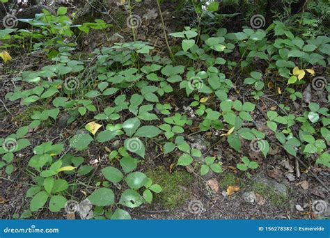 Poison Ivy Habit In Ontario Forest Stock Photo Image Of Ground Paths