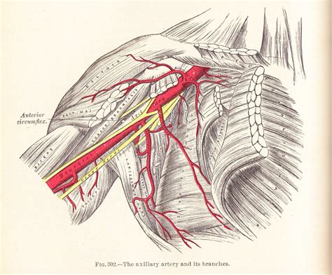 the axillary artery and branches gray s anatomy 1924 flickr