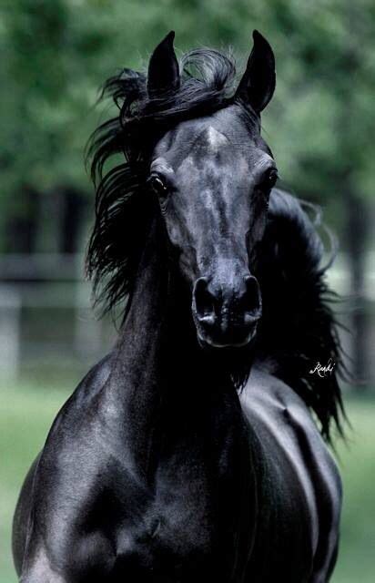 Black Beauty All The Pretty Horses Beautiful Horses Animals Beautiful