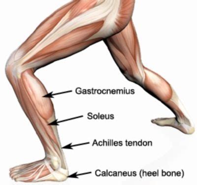 Free access interactive and dynamic anatomical atlas. Lower Leg Pain Causes - Calf Pain - Shin Injuries ...