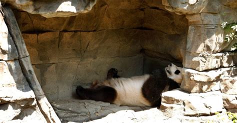 National Zoos Panda Might Be Pregnant