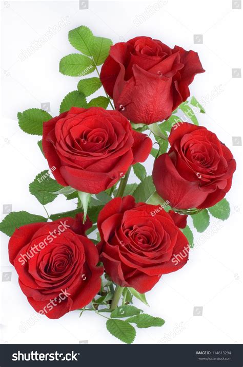 A Bunch Of Red Roses Stock Photo 114613294 Shutterstock