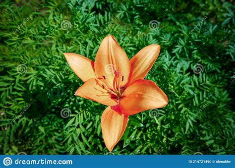 Close Up Of A Beautiful Orange Tiger Lily Stock Photo Image Of Garden