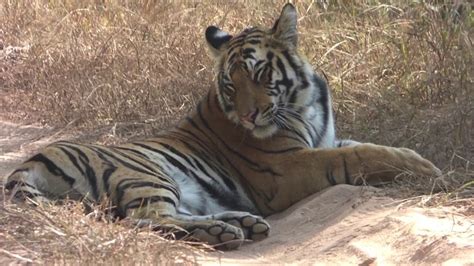 Tigers Of Bandhavgarh By Gopal Singh YouTube
