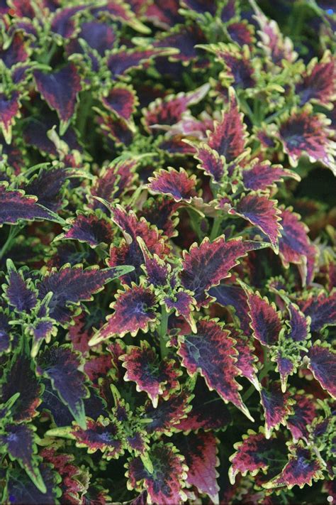 Coleus Sky Fire Has Intense Purple And Scarlet Foliage With Ruffled
