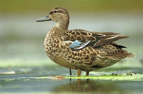 Blue Winged Teal Anas Discors Female Photograph By Scott Leslie