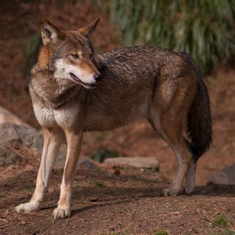 Red Wolf Revival Redwolfrevival Twitter