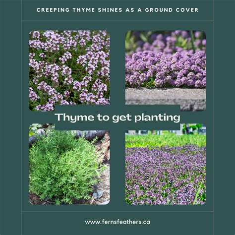 Creeping Thyme Ground Cover Ideal For Hot Dry Area — Ferns And Feathers
