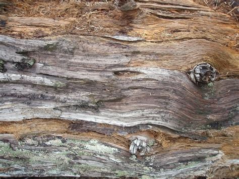 Rotten Wood Free Photo Download Freeimages