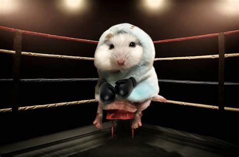 Hamster In A Hoodie Got A Photoshop Battle And Its The Most Adorable