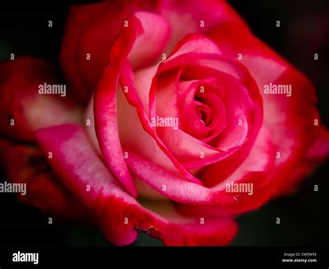 Romantic Pink Rose Stock Photo Alamy