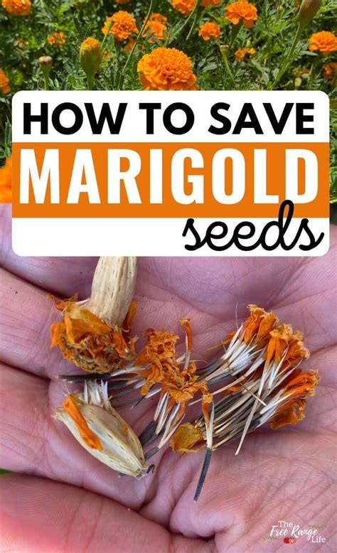 How To Save Marigold Seeds For Next Year