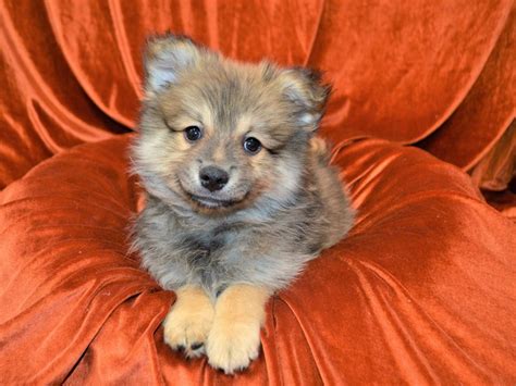 Pomeranian Dog Male Orange Sable 3423713 Petland Dunwoody