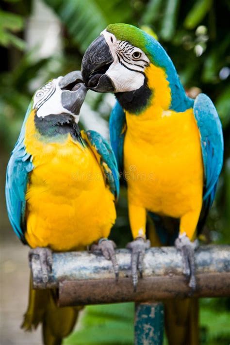 Couple Of Parrots Stock Image Image Of Love Colorful 12914205