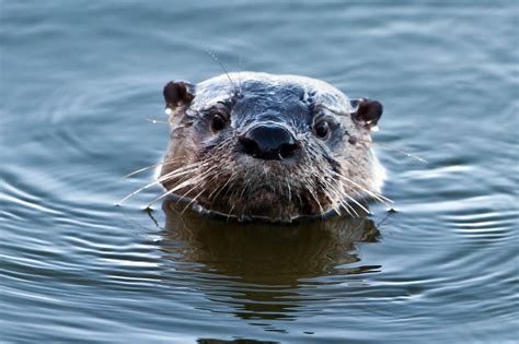 Little Critterz Animal Profile North American River Otter
