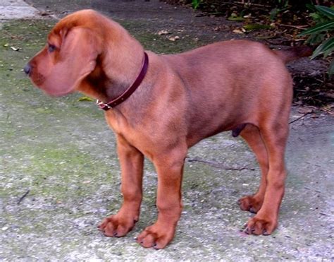 Redbone Coonhound Mix Pup Hes So Cute Coonhound Puppy Redbone