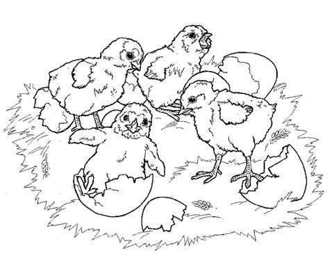 Un coq, une poule, des poussins, un nid de poule. 20 dessins de coloriage Poule Et Poussins à imprimer