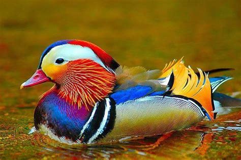 Pato Mil Colores Colorful Birds Most Beautiful Birds Beautiful Birds