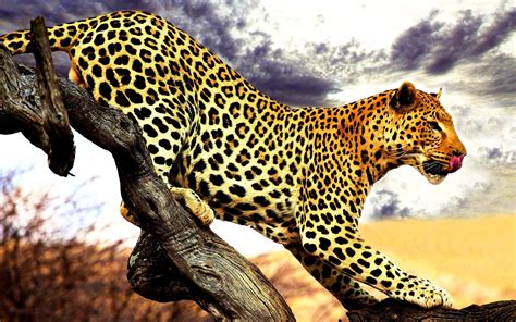 leopard animals Wallpapers HD / Desktop and Mobile Backgrounds