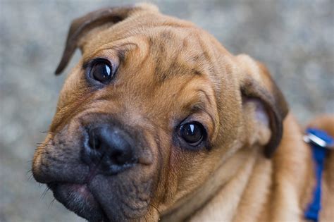 Những Chú Chó đáng Yêu Nhất Cutest Dogs To Adopt Phù Hợp Với Gia đình
