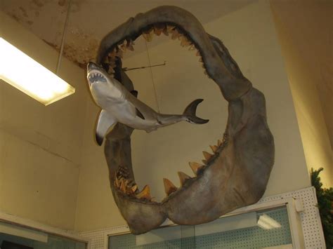 A Comparison Showing The Size Of An Ancient Megalodon To A Modern Day