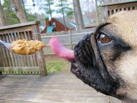 Breaking Pug Prefers Chunky To Regular Peanut Peanut Butter For