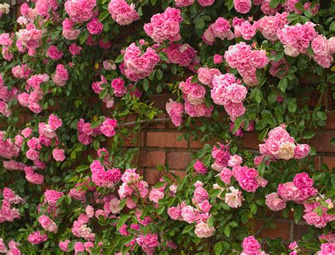 Climbing Rose Guide How To Grow And Care For These Plants