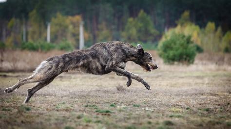 Irish Wolfhound All Big Dog Breeds