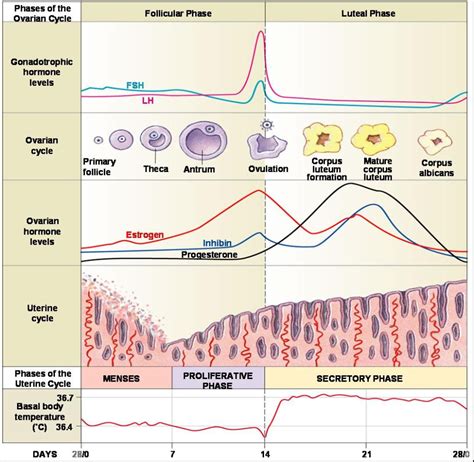 Menstrual Cycle Reproductive System Nursing Study Physiology