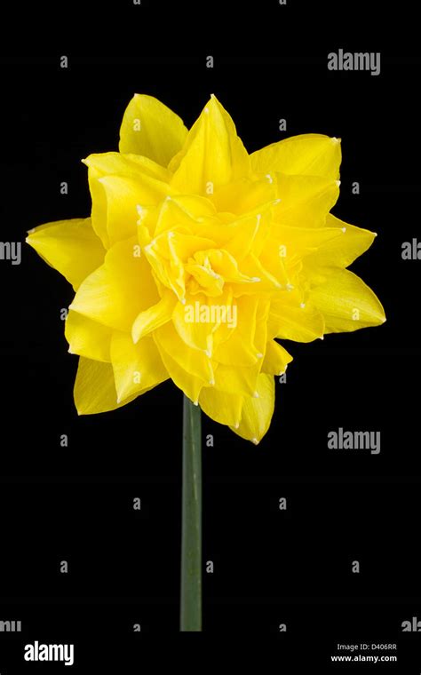 Double Daffodil Hi Res Stock Photography And Images Alamy