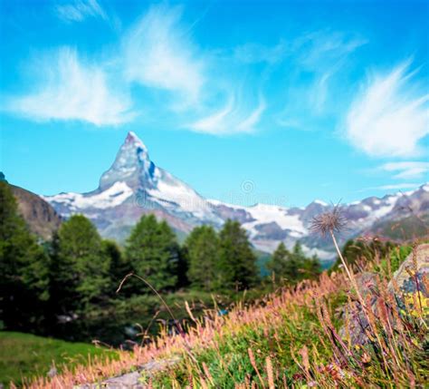 Picturesque Landscape With Two Dandelion On Background Matterhorn In
