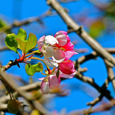 Single Cherry Blossom Photograph By Femina Photo Art By Maggie Fine