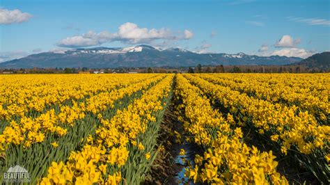 Skagit Valley Daffodils Pictures Video From The Tulip Festival