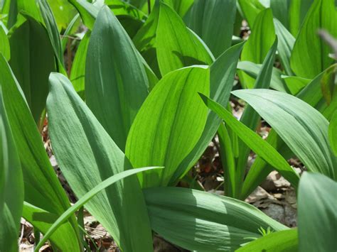 The Foraged Foodie Foraging Identifying And Sustainably Harvesting Ramps