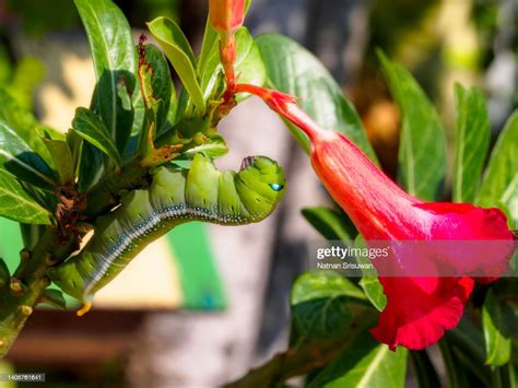 Green Worms That Are Eating Leaves Of The Adenium High Res Stock Photo