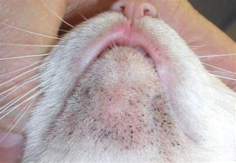 Cat Tooth Abscess Treatment At Home Review Home Co
