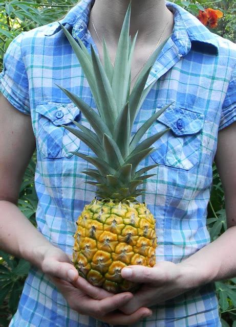 How To Grow A Giant Pineapple The Survival Gardener