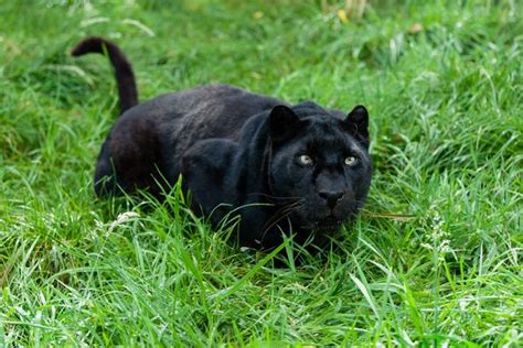 Amersham Big Cat Sighting Sees Labrador Sized Black Cat Spotted In