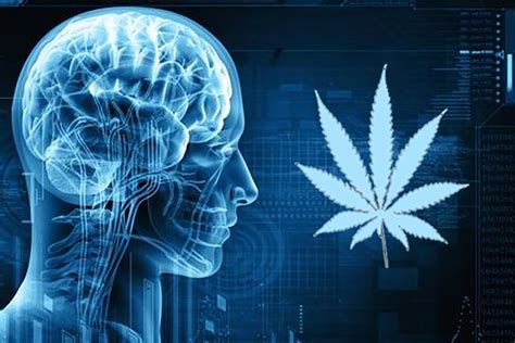 Does Weed Kill Brain Cells? - Is weed bad for you?