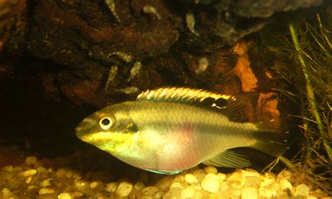 Kribensis Cichlid Fish Species Profile And Complete Care Guide