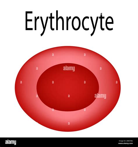 The Structure Of The Red Blood Cell Erythrocyte Blood Cell The